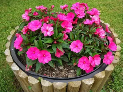 a flower pot with pink flowers in it at Apartment Wohnung Lapanja 2 mit Gemeinschaftsgarten by Interhome in Slappe dʼIdria