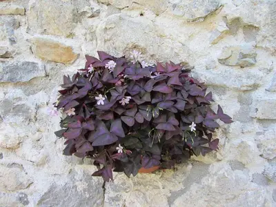a plant in a pot on a stone wall at Holiday Home Geräumiges Ferienhaus inmitten der Natur by Interhome in Dolenja Trebuša