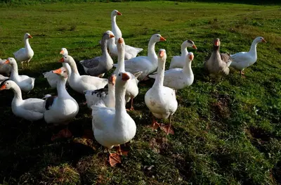 a group of white ducks standing in the grass at Guest House Gostišče Jutriša in Rogatec