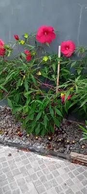 a group of red flowers in a garden at ROSE ROOM for 4 guests in Rose resort Ljubljana in Ljubljana