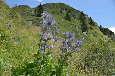 a bunch of purple flowers on a grassy hill at Apartmaji nad potokom in Železniki