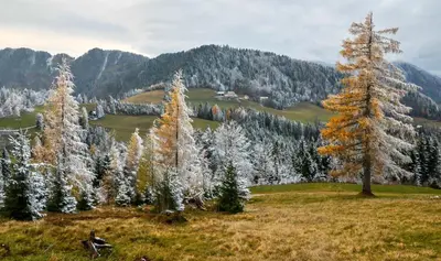a group of trees in a field with mountains in the background at Apartmaji nad potokom in Železniki