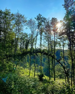 a view of a forest with the sun shining through trees at Apartments & Rooms Domacija Krnc in Hrib pri Hinjah