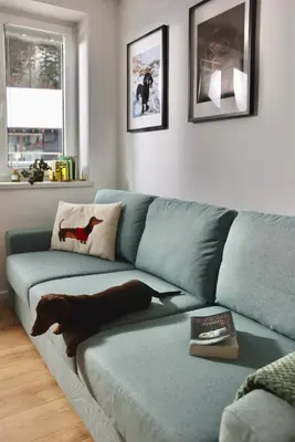 a living room with a blue couch with a dog on it at Baguettes apartment in Oplotnica