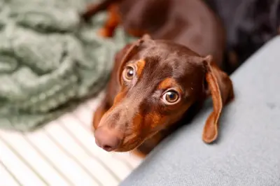 a brown dog is looking up at the camera at Baguettes apartment in Oplotnica