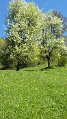two trees in a field of green grass at Apartma pri Ivanu in Spodnja Idrija