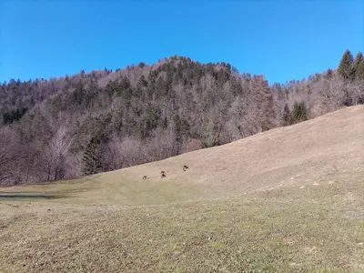a group of people walking up a hill in a field at Apartma pri Ivanu in Spodnja Idrija