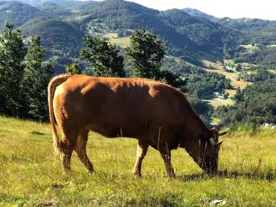 a brown cow grazing in a field of grass at Penzion Sinji vrh in Zoll