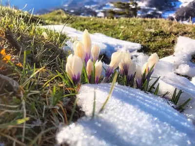 a group of flowers in the snow at Penzion Sinji vrh in Zoll
