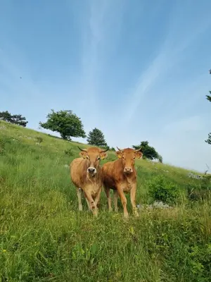 two cows standing in a field of grass at Penzion Sinji vrh in Zoll