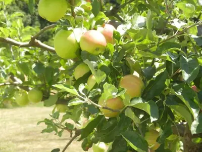 an apple tree with lots of apples on it at Holiday Home Urlaub für die Seele - Ferienhaus mit Sauna by Interhome in Rucmanci
