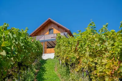 a house in the middle of a bunch of vines at Vineyard cottage Mehak in Telče