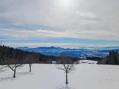 two trees sitting on top of a snow covered hill at Apartma pod Tremi Kralji in Oplotnica