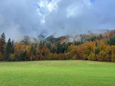 a green field in front of a forest of trees at Apartment Barbara with sauna in Gozd Martuljek