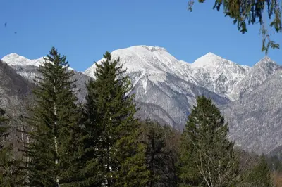 two trees with snow capped mountains in the background at Apartma jezero MIG in Bohinj