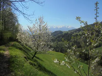 a flowering tree on a hill with mountains in the background at Farm Stay Gradišnik Peaceful Countryside with Homemade Breakfast in Prevalje