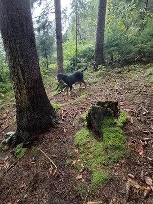 a black dog walking in the woods next to a tree at Apartma Spodnji Goltnik 1 in Mozirje