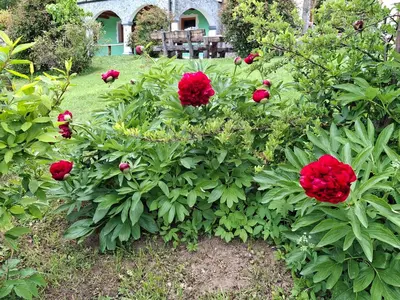 a group of red flowers in a garden at Apartma Spodnji Goltnik 1 in Mozirje