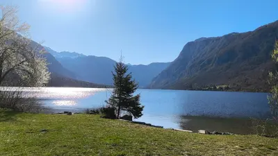 a tree on the shore of a lake with mountains at Cozy wabi-sabi retreat w bikes by the river in Bohinj