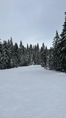a field covered in snow with trees in the background at Rogla Gaber Studio in Zreče