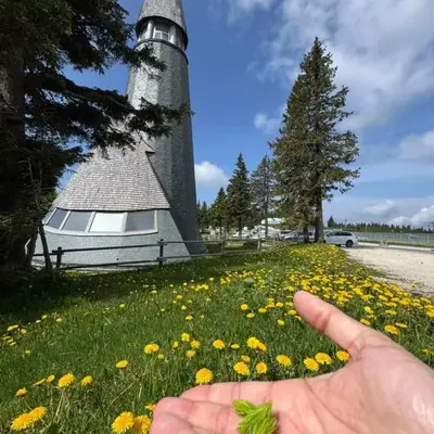 Rogla Gaber Studio