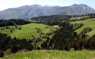 a green valley with trees and mountains in the background at Farmstay Hiša Pečovnik in Luče