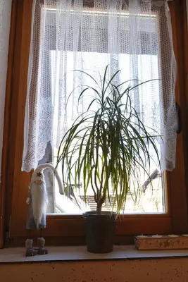 a plant sitting on a window sill next to a window at Apartmaji JOŠT in Bohinj