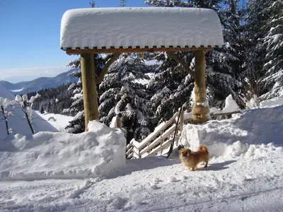 a dog walking in the snow in front of a cabin at Charming Chalet Rogla in Hudinja