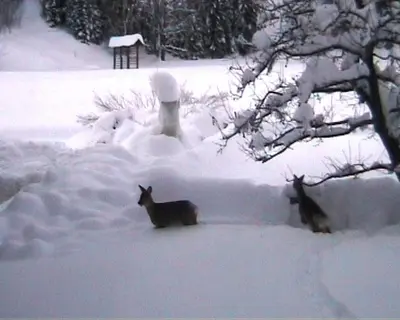 two animals are standing in the snow at Turistična kmetija Košir in Kranjska Gora