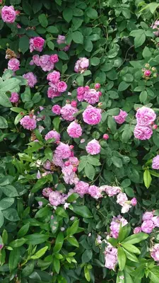 a bush of pink flowers with green leaves at Angel's Nest Apartment in Komenda