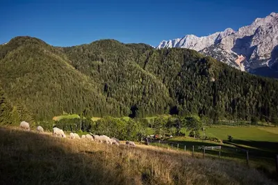 a herd of sheep grazing in a field with mountains at Chalet Romantic in Zgornje Jezersko