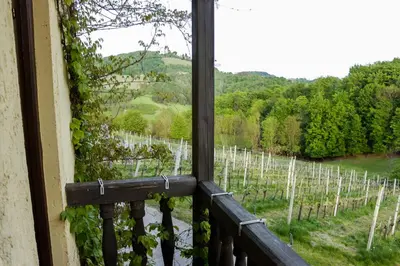a window with a view of a vineyard at Turistična kmetija Vrezner Apartment in Zgornja Kungota