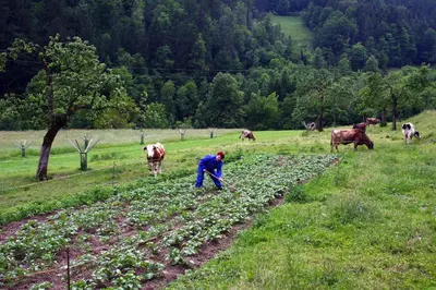 a man is working in a field with cows at Farm stay Bukovje in Ljubno