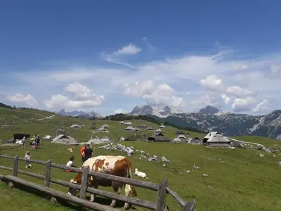a cow standing next to a fence in a field at Počitniška hiška Kašta in Luče