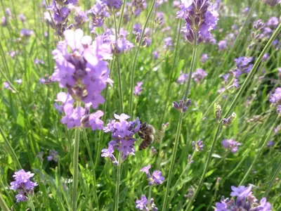a bee is sitting in a field of purple flowers at Apartment Lapanja in Slappe dʼIdria