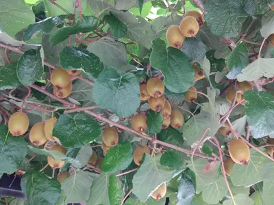 a bunch of fruit growing on a tree at Apartment Lapanja in Slappe dʼIdria