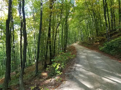 a dirt road in a forest with trees at Zidanica Ravbar in Uršna Sela