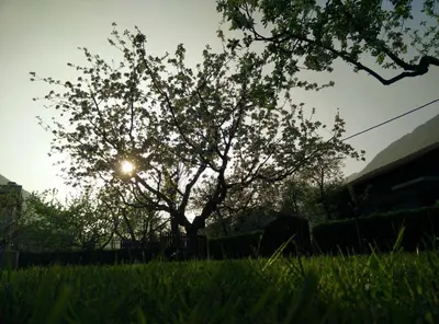 a tree in a field with the sun behind it at Apartment Mlinarjeva domačija in Kobarid