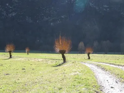 three trees in a field with a dirt road at Apartment Mlinarjeva domačija in Kobarid