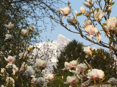 a magnolia tree with a snow covered mountain in the background at Apartment Mlinarjeva domačija in Kobarid