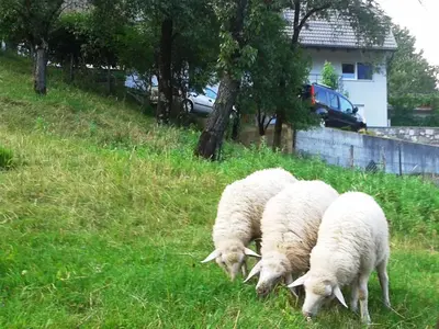 three sheep grazing in the grass on a hill at Apartment Pri nama in Bovec