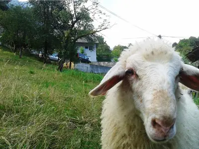 a white sheep standing in a field of grass at Apartment Pri nama in Bovec