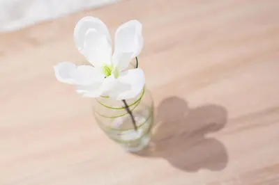 a white flower in a glass vase on a table at Podkoren Apartments in Kranjska Gora