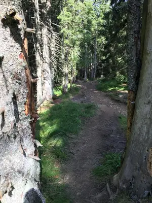 a dirt trail in a forest with trees at Apartment Gaber 82 in Zreče
