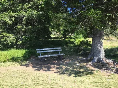 a park bench sitting next to a tree at Apartment Gaber 82 in Zreče