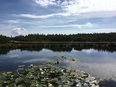 a lake with lily pads on the water at Apartment Gaber 82 in Zreče