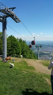 a person taking a picture of animals on a hill at Hotel Bajt Maribor in Maribor