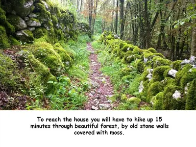 a picture of a moss covered path in a forest at Bezgova Hišica in Bovec