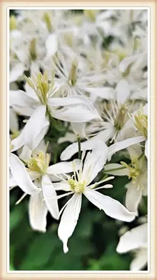 a bunch of white flowers with yellow centers at Bezgova Hišica in Bovec