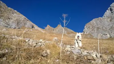 a dog standing on top of a rocky mountain at Bezgova Hišica in Bovec
